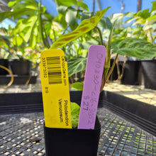 Load image into Gallery viewer, Philodendron Verrucosum, Exact Plant Ships Nationwide
