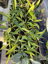 Load image into Gallery viewer, Philodendron Caramel Marble variegated 2.5" pot, Fedex 2day*
