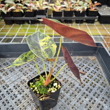 Load image into Gallery viewer, Alocasia Sedenii Aurea Variegated exact plant, Fedex 2day*
