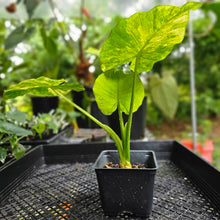 Load image into Gallery viewer, Alocasia Gageana Aurea, Exact Plant Variegated
