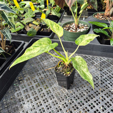 Load image into Gallery viewer, Philodendron Giganteum Blizzard Variegated 2.5" pot, Fedex 2day*
