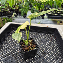 Load image into Gallery viewer, Monstera Deliciosa Green Snow variegated exact plant, Fedex 2day*
