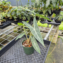 Load image into Gallery viewer, Alocasia Longiloba, Lowii, Argyreia exact plant, Fedex 2day*
