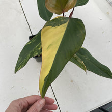Load image into Gallery viewer, Philodendron Strawberry Shake Variegated exact plant, Fedex 2day*
