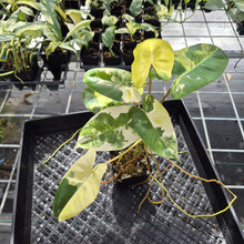 Load image into Gallery viewer, Philodendron Burle Marx Variegated exact plant, Fedex 2day*
