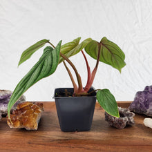 Load image into Gallery viewer, Philodendron Plowmanii 2.5" pot, Fedex 2day*
