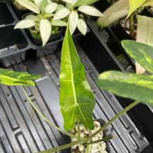Load image into Gallery viewer, Alocasia Sarian aurea variegated 2.5" pot, Fedex 2day*

