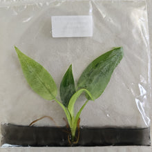 Load image into Gallery viewer, Philodendron Whipple Way variegated tissue culture 2DayAir
