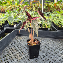 Load image into Gallery viewer, Alocasia Nobilis Pink variegated exact plant, Fedex 2day*
