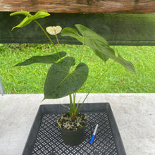 Load image into Gallery viewer, Anthurium Peppermint Splash, Shibori AFF, speckled , Exact Plant
