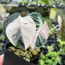 Load image into Gallery viewer, Alocasia Heart Balloon pink variegated 2.5" pot, Fedex 2day*
