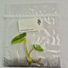 Load image into Gallery viewer, Alocasia Lauterbachiana Aurea variegated tissue culture 2DayAir
