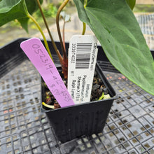 Load image into Gallery viewer, Anthurium Papillilaminum Fort Sherman X ( FS X Ralph Lynam), Exact Plant
