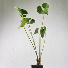 Load image into Gallery viewer, Anthurium Decipiens, Exact Plant double plant
