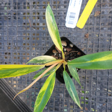 Load image into Gallery viewer, Philodendron Caramel Marble, Exact Plant Variegated Ships Nationwide
