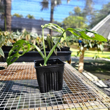 Load image into Gallery viewer, Monstera Adansonii Mint &quot;Indonesia&quot;, Exact Plant Variegated Ships Nationwide
