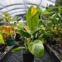 Load image into Gallery viewer, Philodendron Green Congo Nuclear, Exact Plant Variegated
