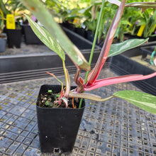 Load image into Gallery viewer, Philodendron Red Anderson, Exact Plant Ships Nationwide
