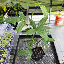 Load image into Gallery viewer, Anthurium Pentaphyllum, Exact Plant Ships Nationwide
