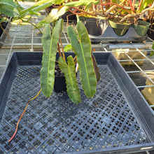 Load image into Gallery viewer, Philodendron Atabapoense Dark Form, Exact Plant Ships Nationwide
