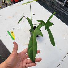 Load image into Gallery viewer, Philodendron Longilobatum Lelano Miyano, Exact Plant Ships Nationwide
