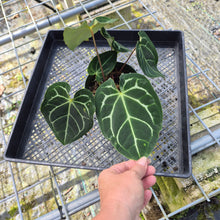 Load image into Gallery viewer, Anthurium Besseae AFF x Forgettii White Stripe, Exact Plant
