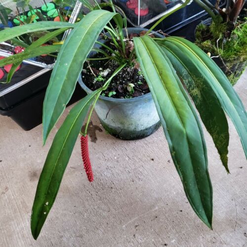 Anthurium Bakeri 2.5" pot, Fedex 2day*  Canopy Gems