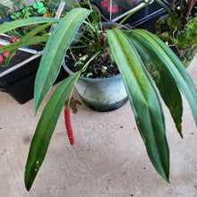 Load image into Gallery viewer, Anthurium Bakeri 2.5&quot; Pot, Fedex 2 day*
