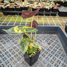 Load image into Gallery viewer, Alocasia Sedenii Aurea Variegated exact plant, Fedex 2day*

