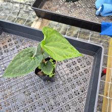 Load image into Gallery viewer, Anthurium Papillilaminum Fort Sherman X Ralph Lynam, Exact Plant Ship Nationwide
