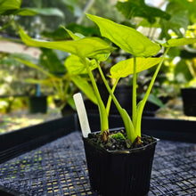 Load image into Gallery viewer, Alocasia Cucullata, Exact Plant Variegated Double plant
