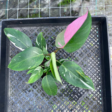 Load image into Gallery viewer, Philodendron White Princess, Exact Plant Variegated Hot Pink
