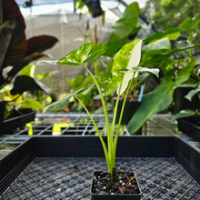 Load image into Gallery viewer, Alocasia Macrorhizza, Exact Plant Variegated
