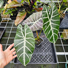 Load image into Gallery viewer, Alocasia Grandis, Exact Plant
