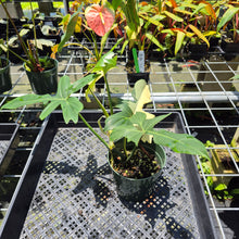 Load image into Gallery viewer, Philodendron Green Golden Dragon Variegated exact plant, Fedex 2day*
