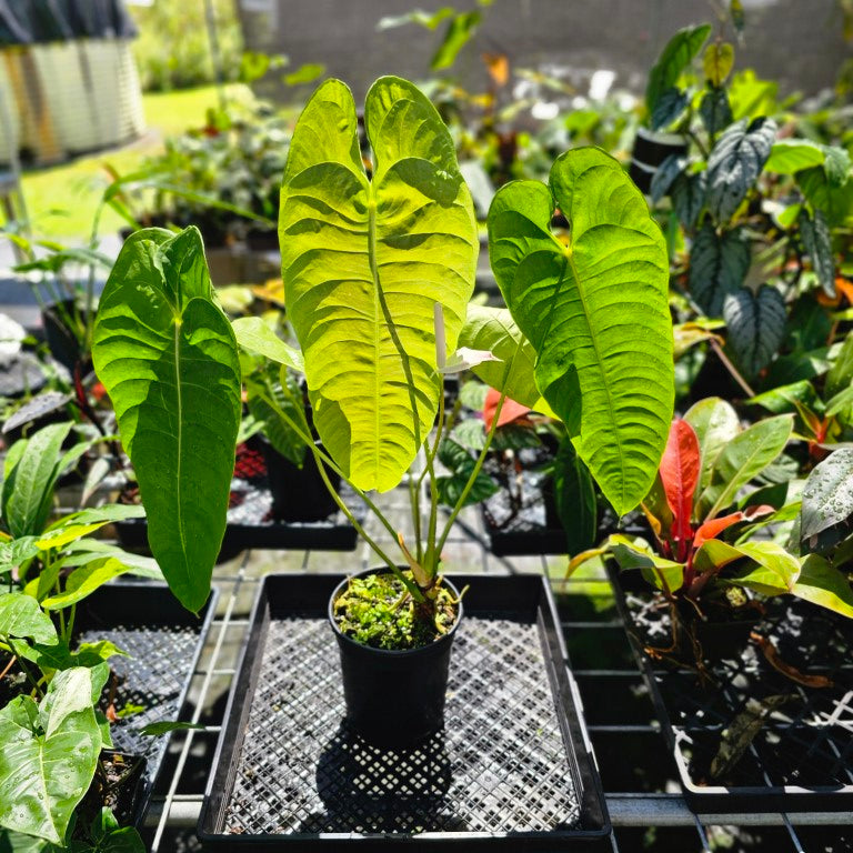 Anthurium Veitchii Narrow Form, Exact Plant X noid, X-Large, 6'' pot