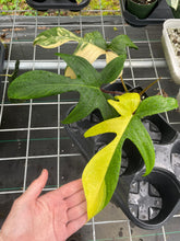 Load image into Gallery viewer, Philodendron Florida Beauty, Exact Plant Variegated
