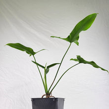 Load image into Gallery viewer, Philodendron Thaumatophyllum Marijke, Exact Plant
