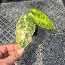 Load image into Gallery viewer, Alocasia Watsoniana Albo Pink variegated exact plant, Fedex 2day*
