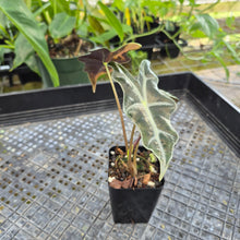 Load image into Gallery viewer, Alocasia Sanderiana 'Nobilis' Aurea, Exact Plant Ships Nationwide
