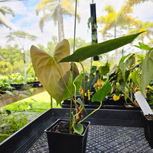 Load image into Gallery viewer, Anthurium Papillilaminum Fort Sherman X ( FS X Ralph Lynam), Exact Plant Ships Nationwide
