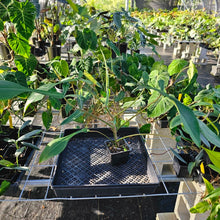 Load image into Gallery viewer, Philodendron Joepii, Exact Plant Ships Nationwide
