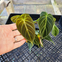 Load image into Gallery viewer, Philodendron Splendid, Exact Plant Ships Nationwide
