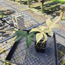 Load image into Gallery viewer, Philodendron Florida Ghost, Exact Plant

