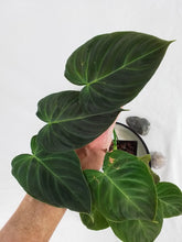 Load image into Gallery viewer, Philodendron Splendid, Exact Plant Ships Nationwide
