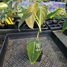 Load image into Gallery viewer, Philodendron Melanochrysum, Exact Plant Ships Nationwide
