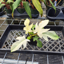 Load image into Gallery viewer, Philodendron Florida Ghost, Exact Plant Ships Nationwide
