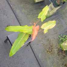 Load image into Gallery viewer, Philodendron Orange Marmalade, Exact Plant Ships Nationwide
