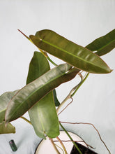 Load image into Gallery viewer, Atabapoense, exact plant, Philodendron, ships nationwide
