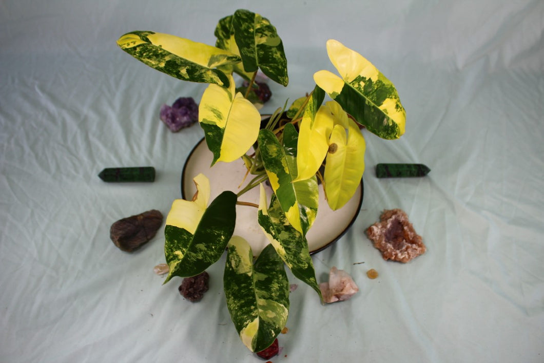 Variegated Philodendron Burle Marx Triple plant Exact Plant
